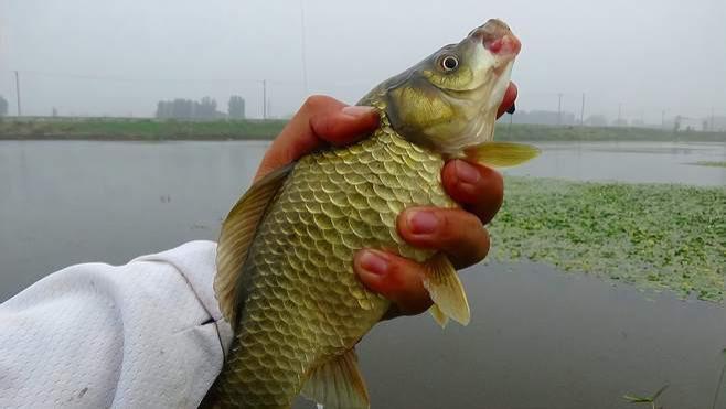 鲫鱼|“浅水没鱼，深水没口”夏季钓鲫鱼如何找对水深？合理钓浅鱼获多