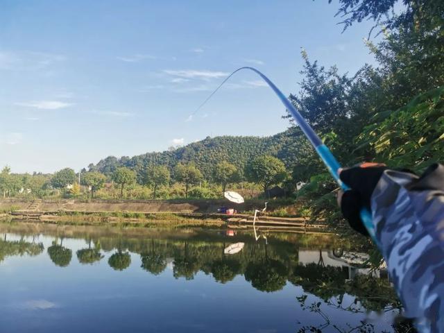 |桑葚树下钓草鱼，连窝料饵料都省了，零成本关键效果还好！