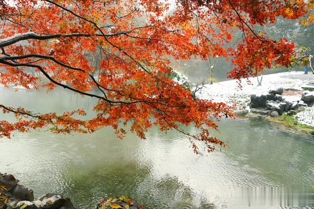 杭州|西湖边这免费公园，冬日雪后恍如童话世界，感受时光凝滞的那一刻