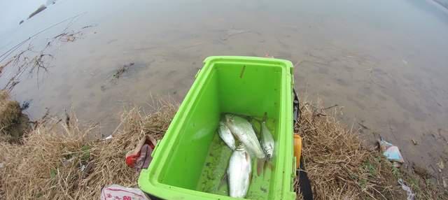 |早春阴雨天野钓攻略，鱼口好个体大，位置很重要
