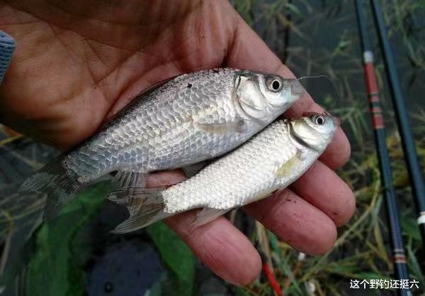 如何让收竿鱼不再难钓?两种不同的方法应对有鱼没口,立竿见影!