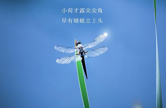 小暑鱼怕热,风雨才露头!高温天鱼儿难开口看这篇!