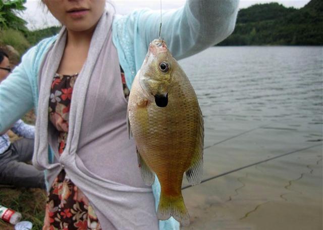 鲫鱼|六种入侵我国的“流氓鱼”，钓鱼钓到别放生，不吃也要无害化处理