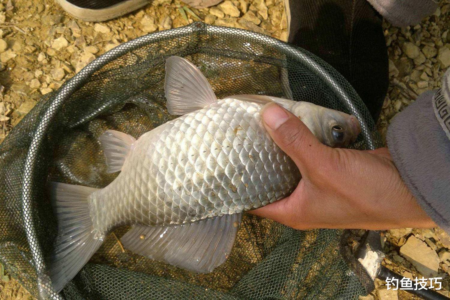初秋野钓鲫鱼饵的5个特点，初秋鲫鱼连竿上