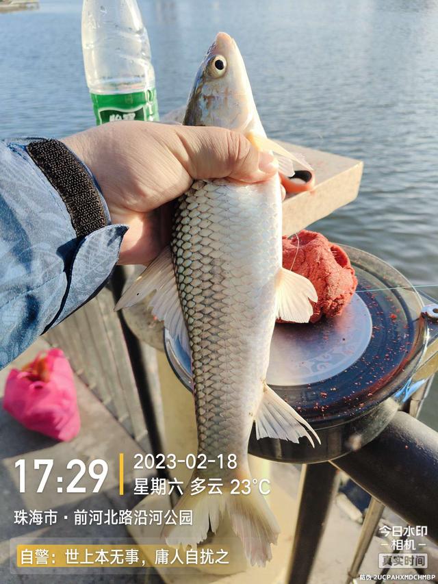 鳊鱼|今天是个好日子,用小钩鱼儿多多上,换大钩连竿大麦鲮