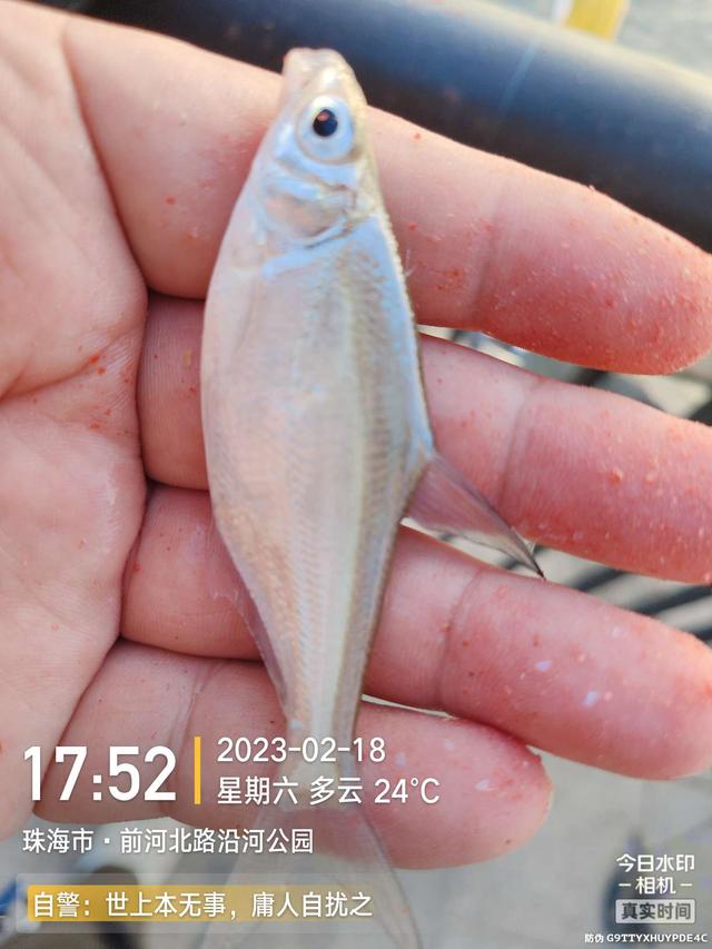 鳊鱼|今天是个好日子,用小钩鱼儿多多上,换大钩连竿大麦鲮