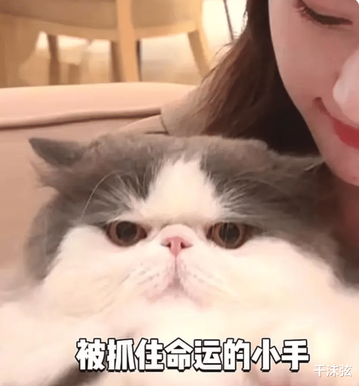 何超莲|何超莲窦骁婚房度蜜月,珍贵玉器随意摆,4只小猫价值近200万