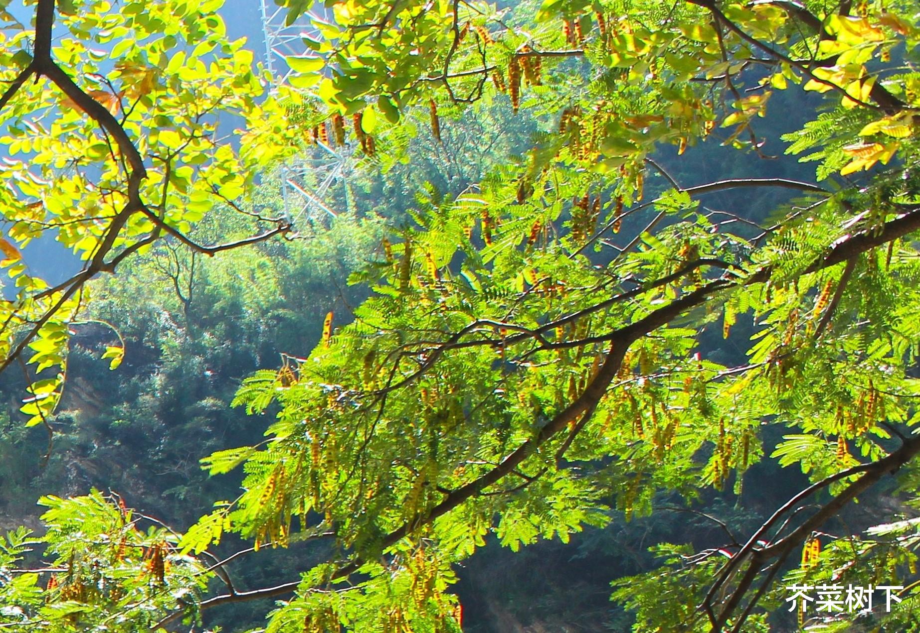 自律有多难？强迫症Vs 拖延症