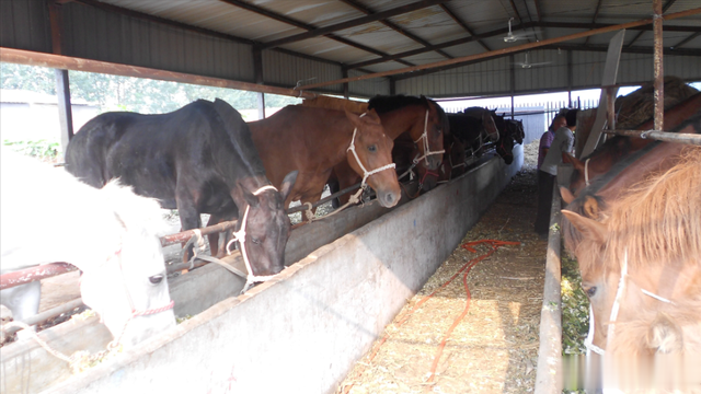 马肉|马肉鲜美,全球每年有470万匹马被屠宰,国人为什么很少吃马肉?