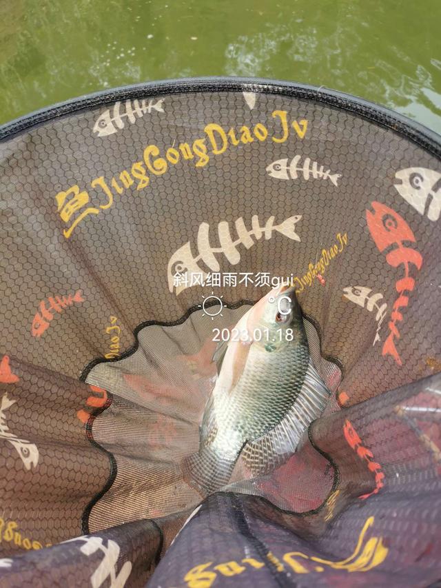 |意外中的意外,耐心作钓终爆护!