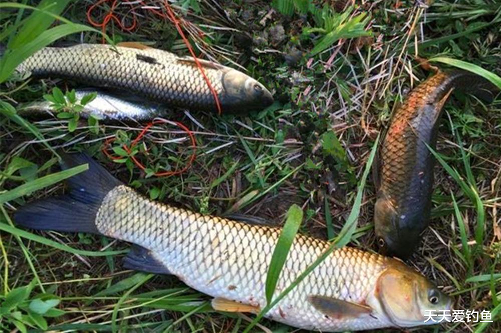 仲秋野钓草鱼，应该用这种钓法了，节气更替方法要变