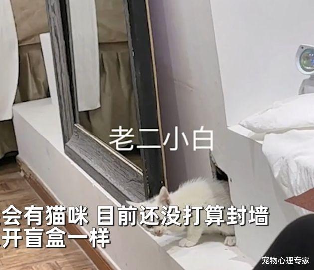 长裙 店铺内传来猫叫声,老板砸墙救出猫咪,网友:猫来财的节奏