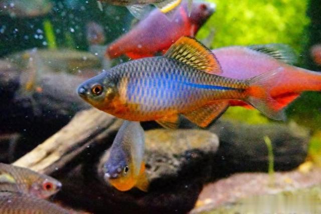 日本天皇|曾多到没人吃的4种小鱼，如今身价翻倍，成日本天皇的心头好？