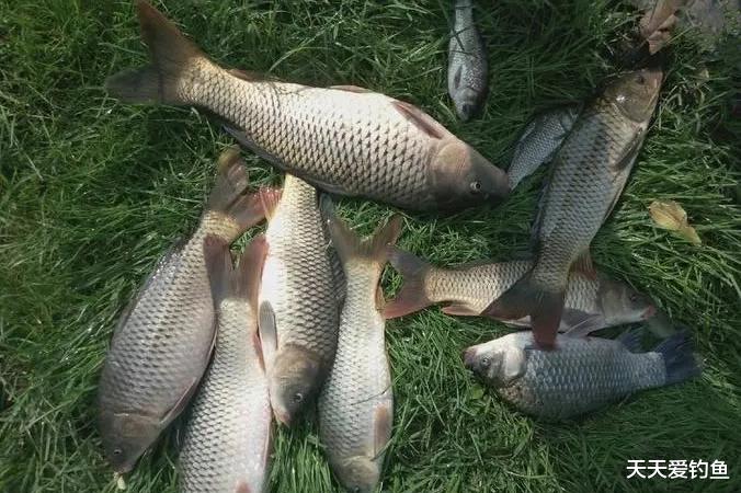 盛夏野钓,4种最好钓的鱼,不惧高温低气压