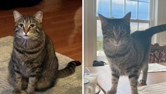 外国铲屎官晒自家猫猫减肥前后对比,每个可爱的小胖子都是潜力股!
