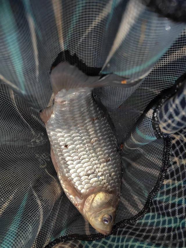 钓鱼指南|钓鱼日记——2023年3月28日(出水口夜钓)