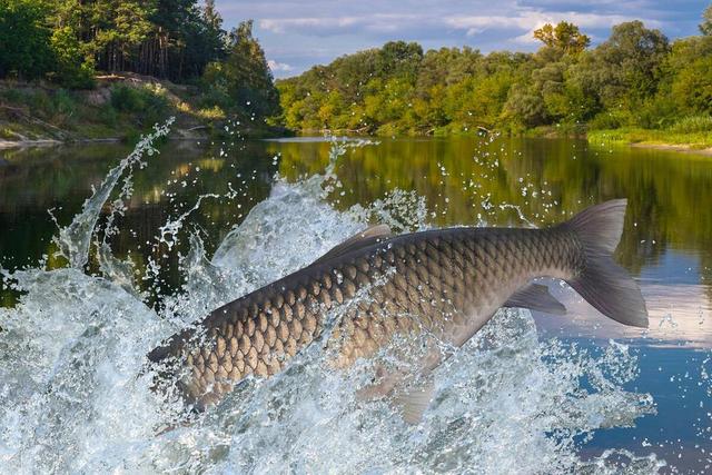 水库|夏季垂钓大草鱼，带上这几招出发，别错过草鱼黄金季节！