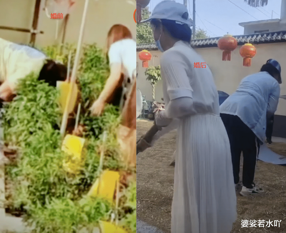 陈萌|陈萌辟谣带娃回北京,和大衣嫂晒麦子干农活,北京帐号已被封禁!