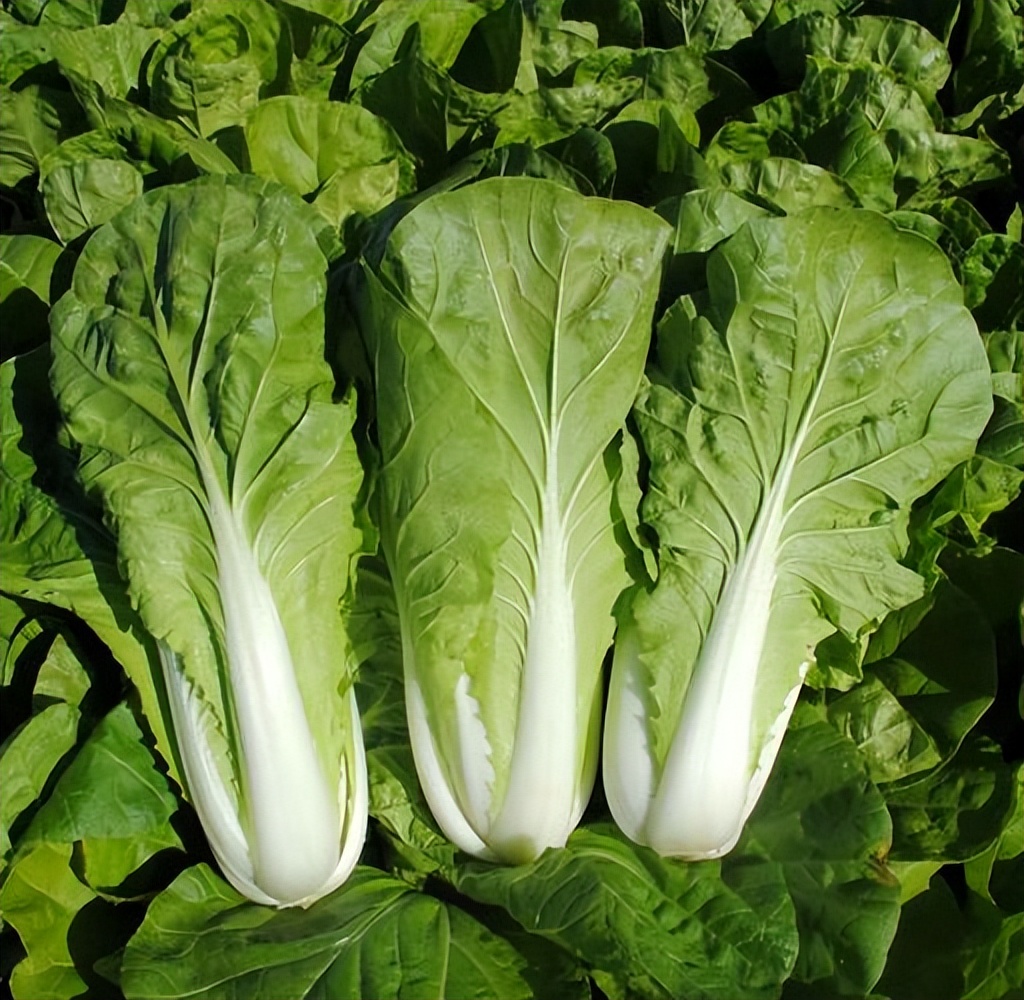 |白菜即将上市！切记，这4种人群不要碰，吃了就是自讨苦吃
