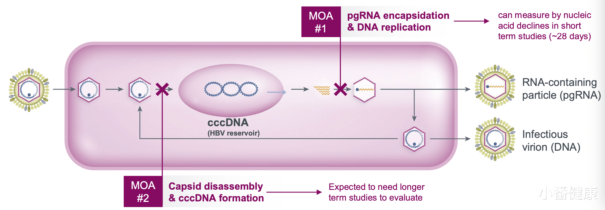 盗汗|乙肝Assembly制药更新，多份已被EASL接受，优化抑制cccDNA形成