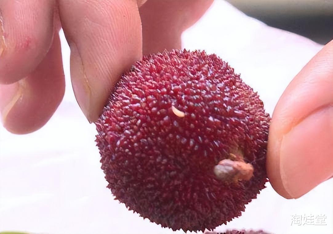 5000条虫子啃空娃脑肺!不要再喂娃吃了,多数宝妈不注意