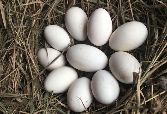 鹅蛋|鹅蛋为啥少有人吃？也很少有鹅蛋卖？我也是刚知道，真的涨知识了