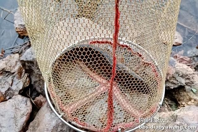 饵料|1杯饵2个钟100尾