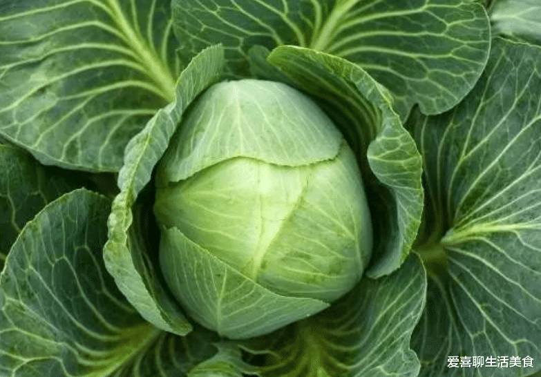 包菜|入冬后使劲吃,新鲜又便宜,才2块一斤,5种做法营养好滋味