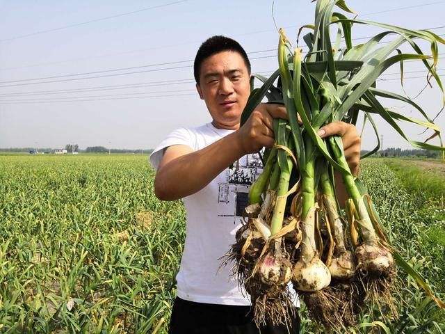 植物界的“护肝王”，不是大蒜，没事来两口，还你“婴儿肝”