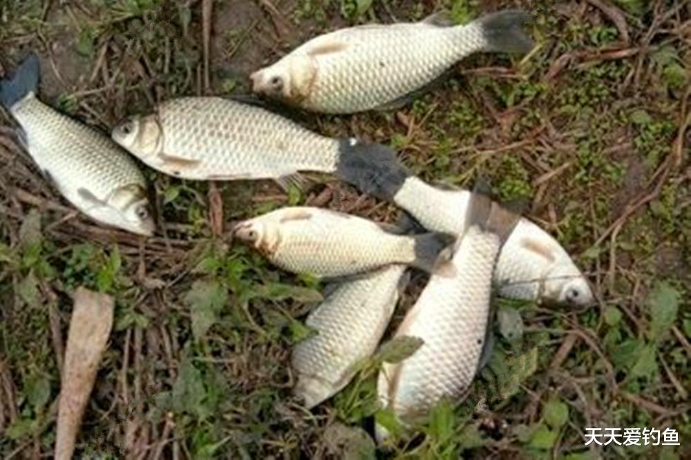 冬季野钓，挨冷受冻还钓不到鱼？赶紧把铅坠动一动