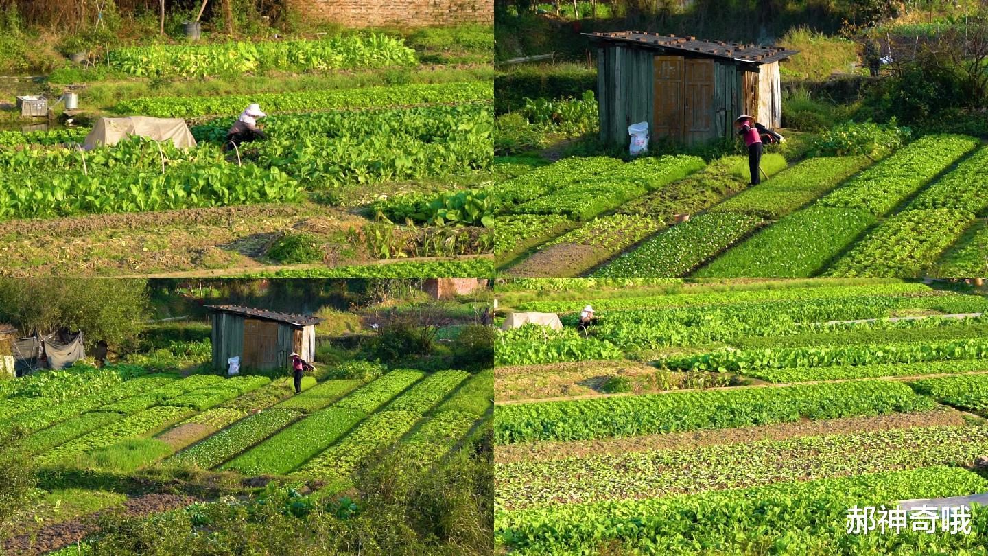 刀豆|明明每株都含有剧毒，农村却常用来做腌菜，如今为何消失不见？