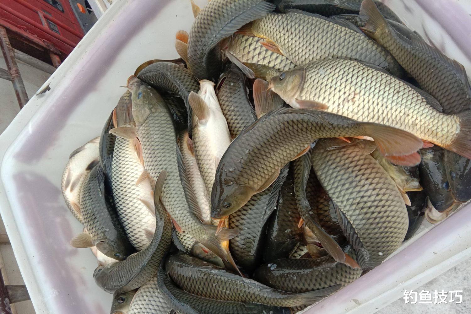 鲤鱼|钓黑坑鲤鱼的绝招,就是对补窝节奏的把控,钓黑坑鲤鱼的补窝节奏