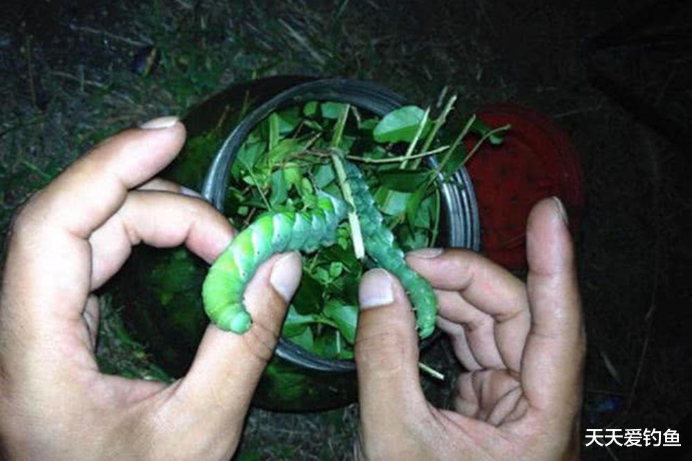 野钓草鱼饵料配方大全,饵料对了口,大鱼才会跟着走