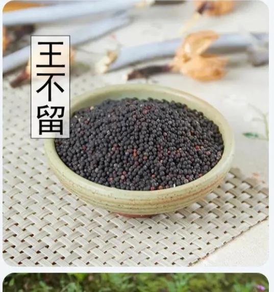 王不留行|每日一味中药——王不留行
