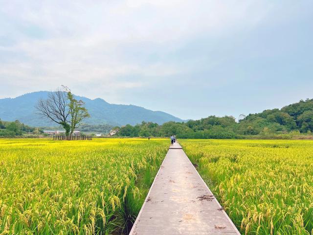 萝卜|秋冬季“钙王”,含钙量是牛奶的3倍,遇见多囤些能吃到明年开春