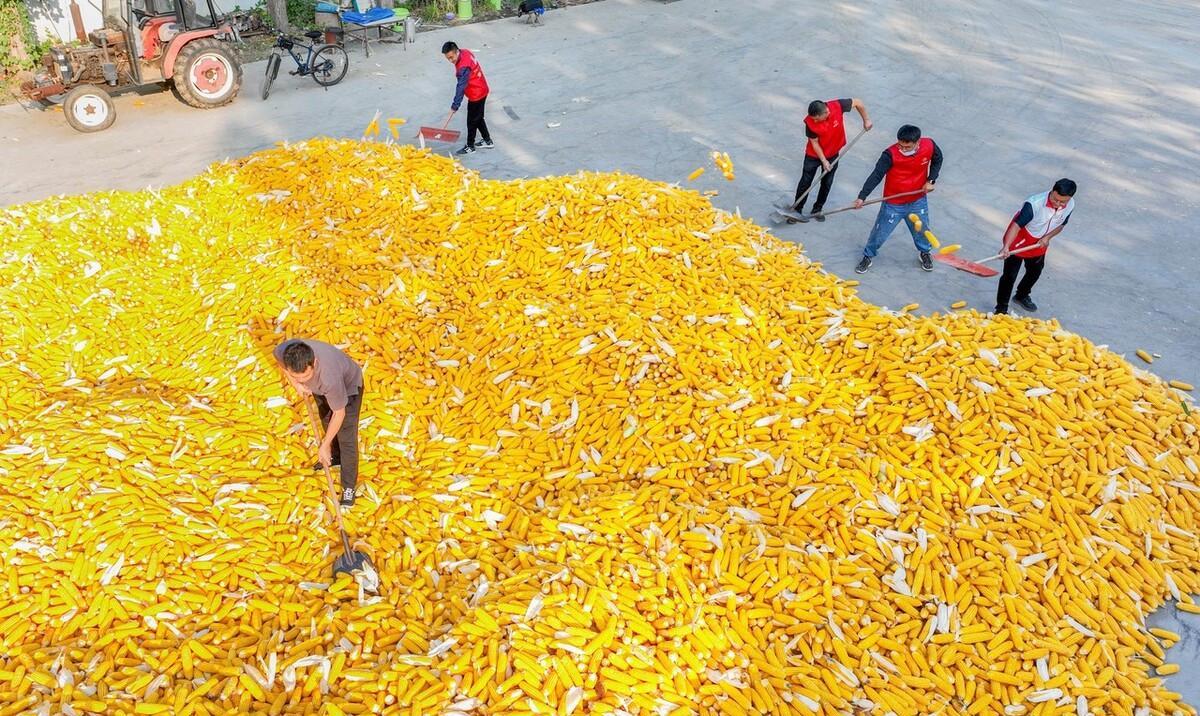 三支一扶|4月开始,三支一扶招聘将开启,满足3个条件就报名!