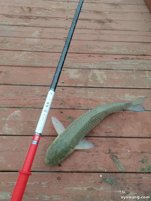 魁拔|再试魁拔极，意外擒鳜鱼