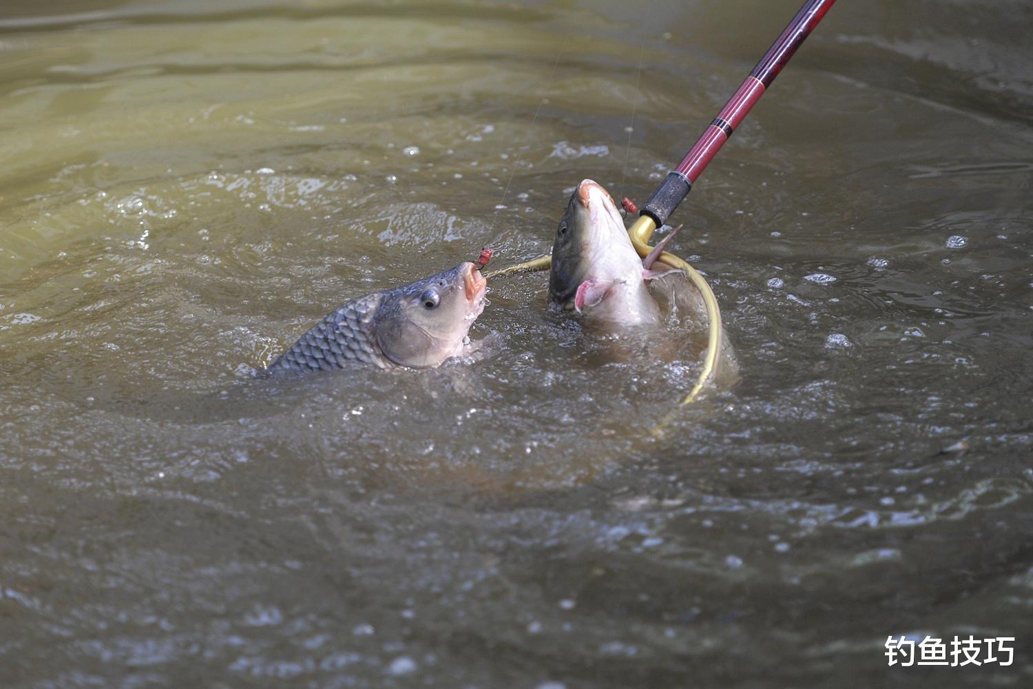 声音对钓鱼的影响测试，看看鱼最怕哪种声音