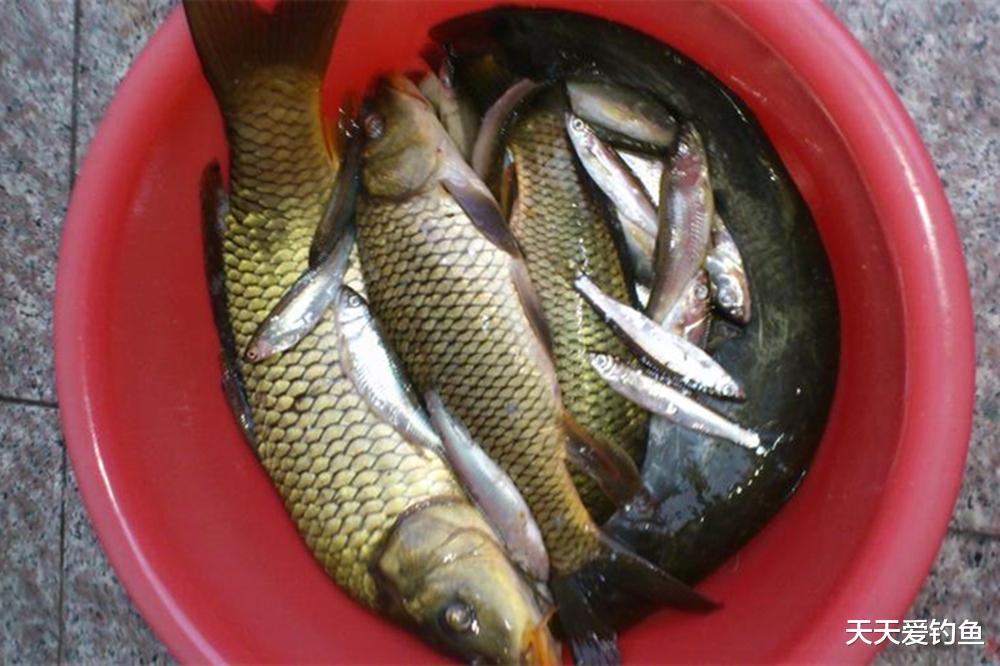 盛夏野钓，爆护秘诀有2个，看准天气、选对目标鱼