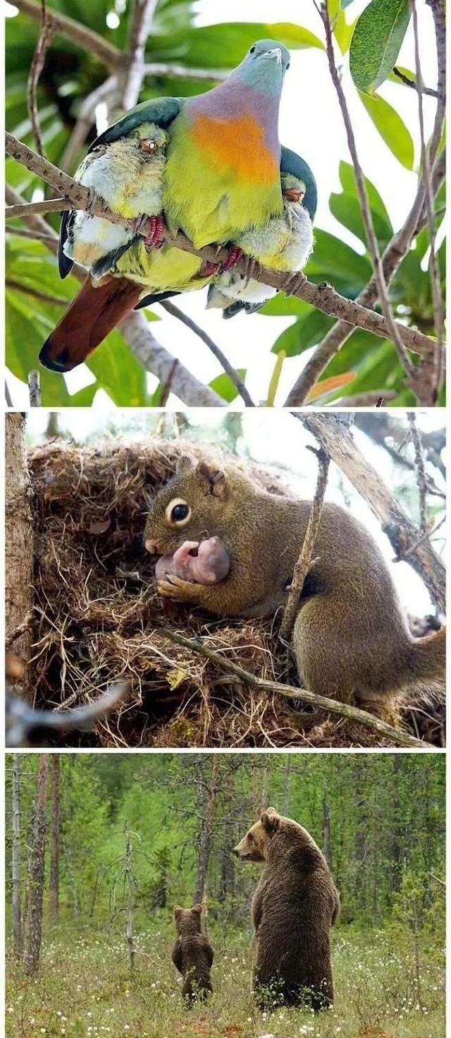 罕见的49张照片,天生丽质的斯嘉丽,产道放大1000倍的样子