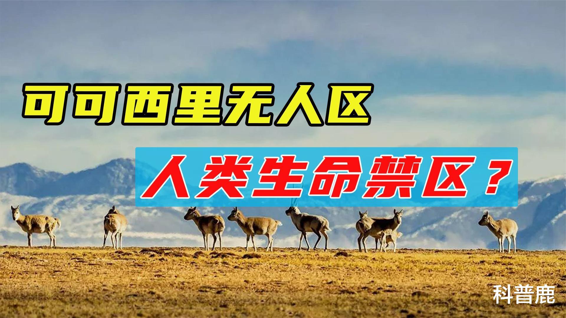 藏羚羊|“地球最后一片纯净的土地”可可西里，内部的真实面貌
