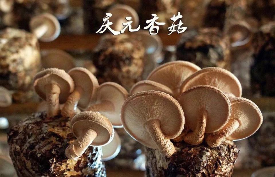 香菇不能“随便吃”？提醒：吃香菇有禁忌，3种人能不吃就不吃