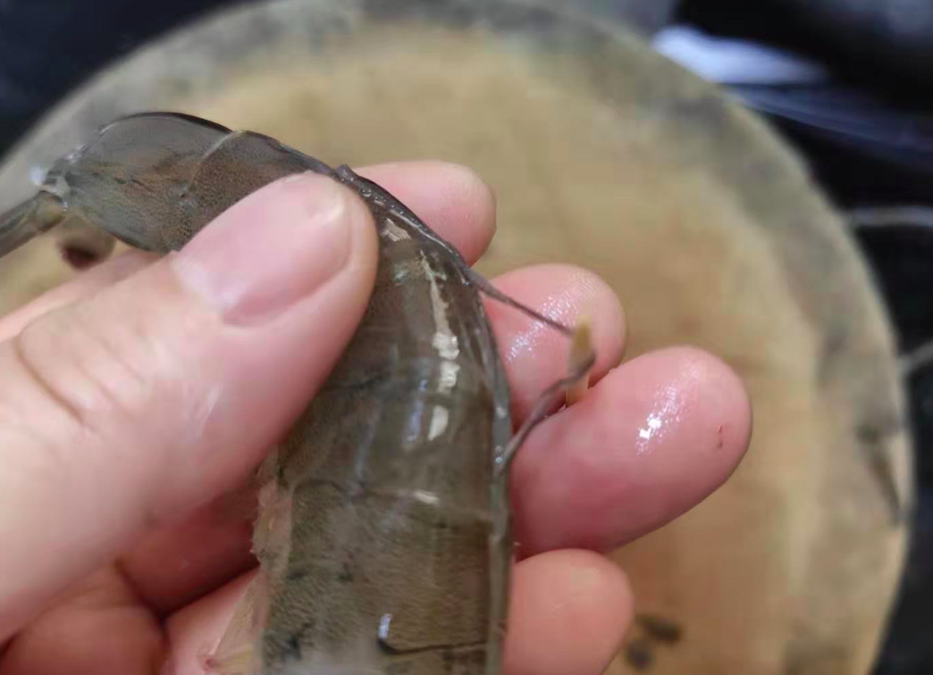 |吃大虾,到底要不要去虾线?原来一直都吃错了,难怪虾肉又柴又老