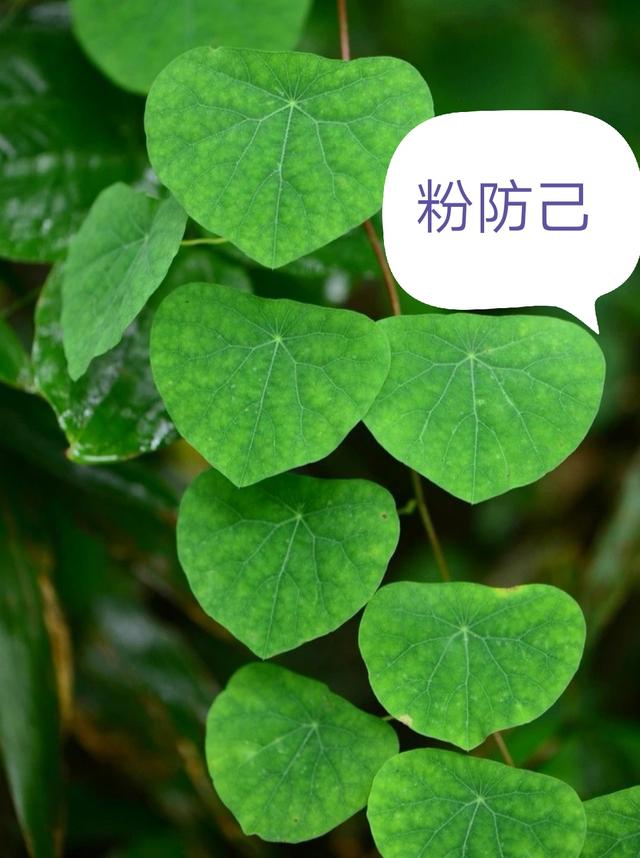 小便黄，大便不畅体内湿热出不来一味药解决