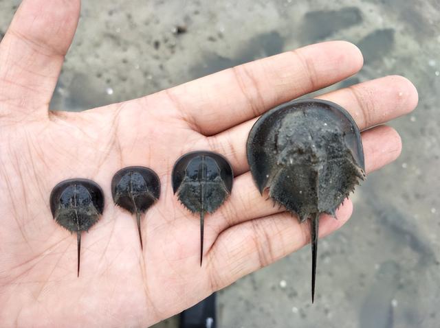 每年消耗数十万对,濒危的中国鲎 - 未分类资讯(主打网)