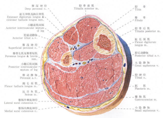 骑车会不会粗小腿?浙大二院骨科运动医学专科的医生告诉你如何运动瘦小腿?