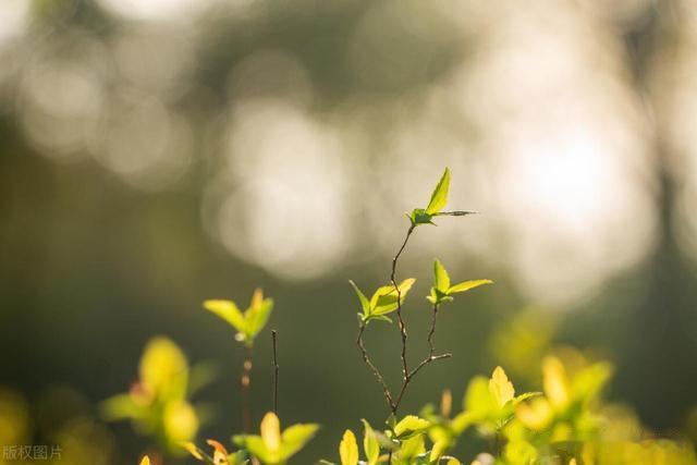 海绵体再生的思路是大补阳气吗？