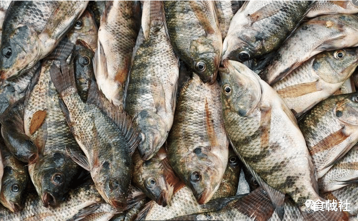 我也是才知道，这5种鱼很脏，含有大量重金属和寄生虫，建议少吃