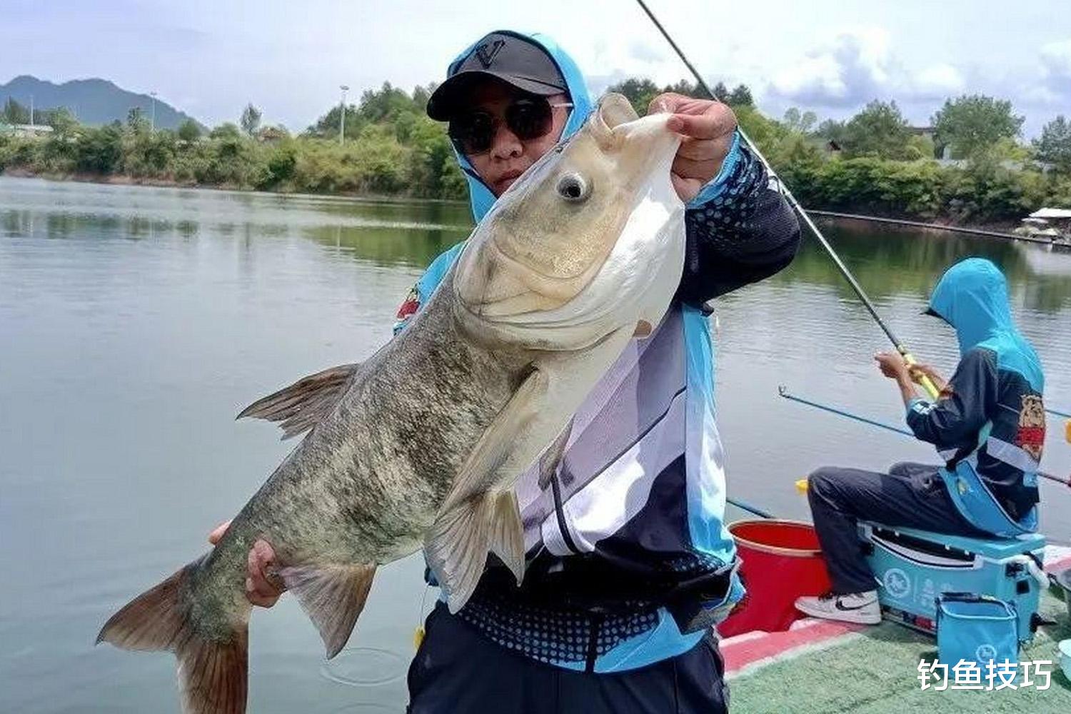 |钓鲢鳙如何诱鱼?钓鲢鳙的4个诱鱼技巧