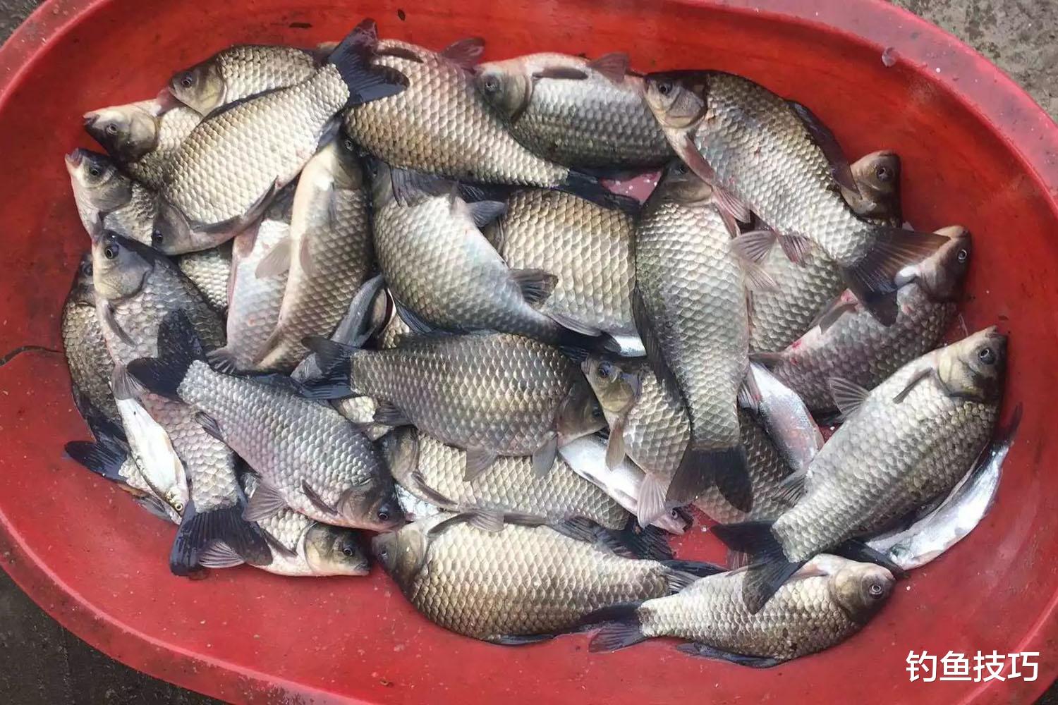 九月野钓鲫鱼的5个改变,野生大鲫鱼连竿